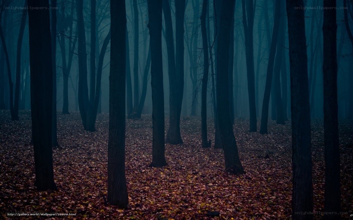 Misty forest at dusk