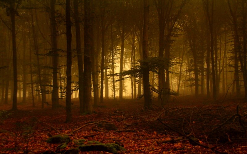 Misty forest at golden hour