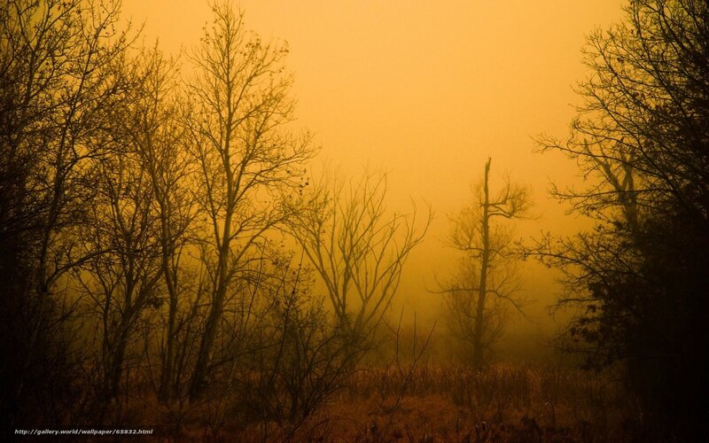Misty forest at golden hour