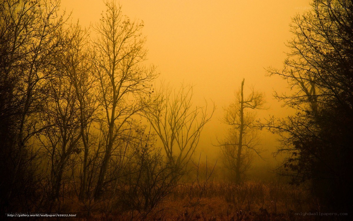 Misty forest at golden hour
