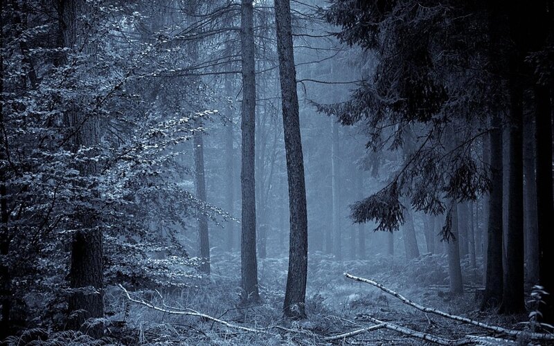 Misty forest at night