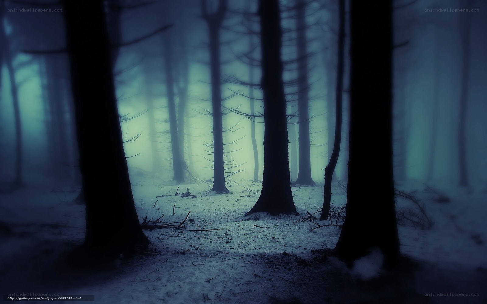 Misty forest at night