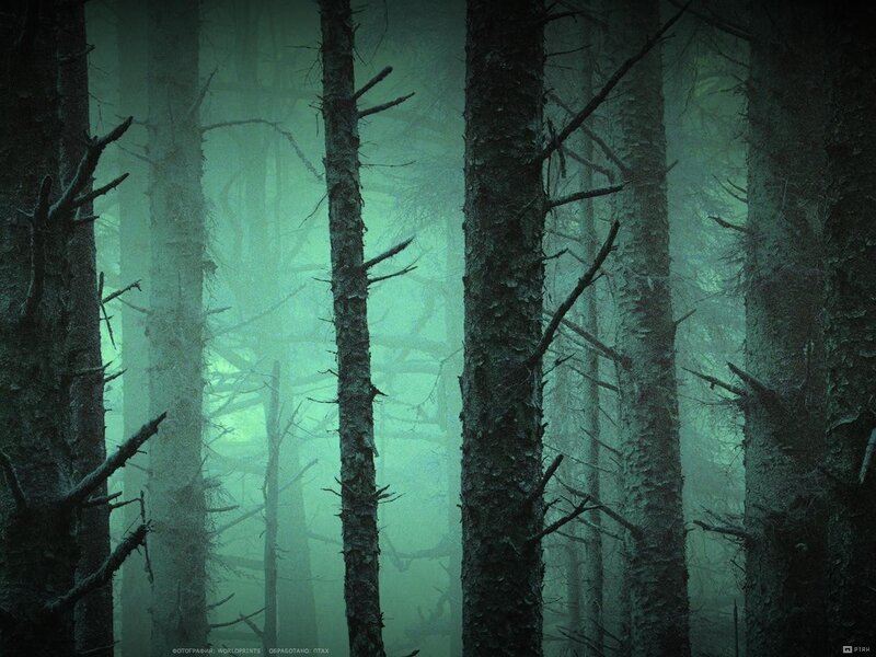 Misty forest at night
