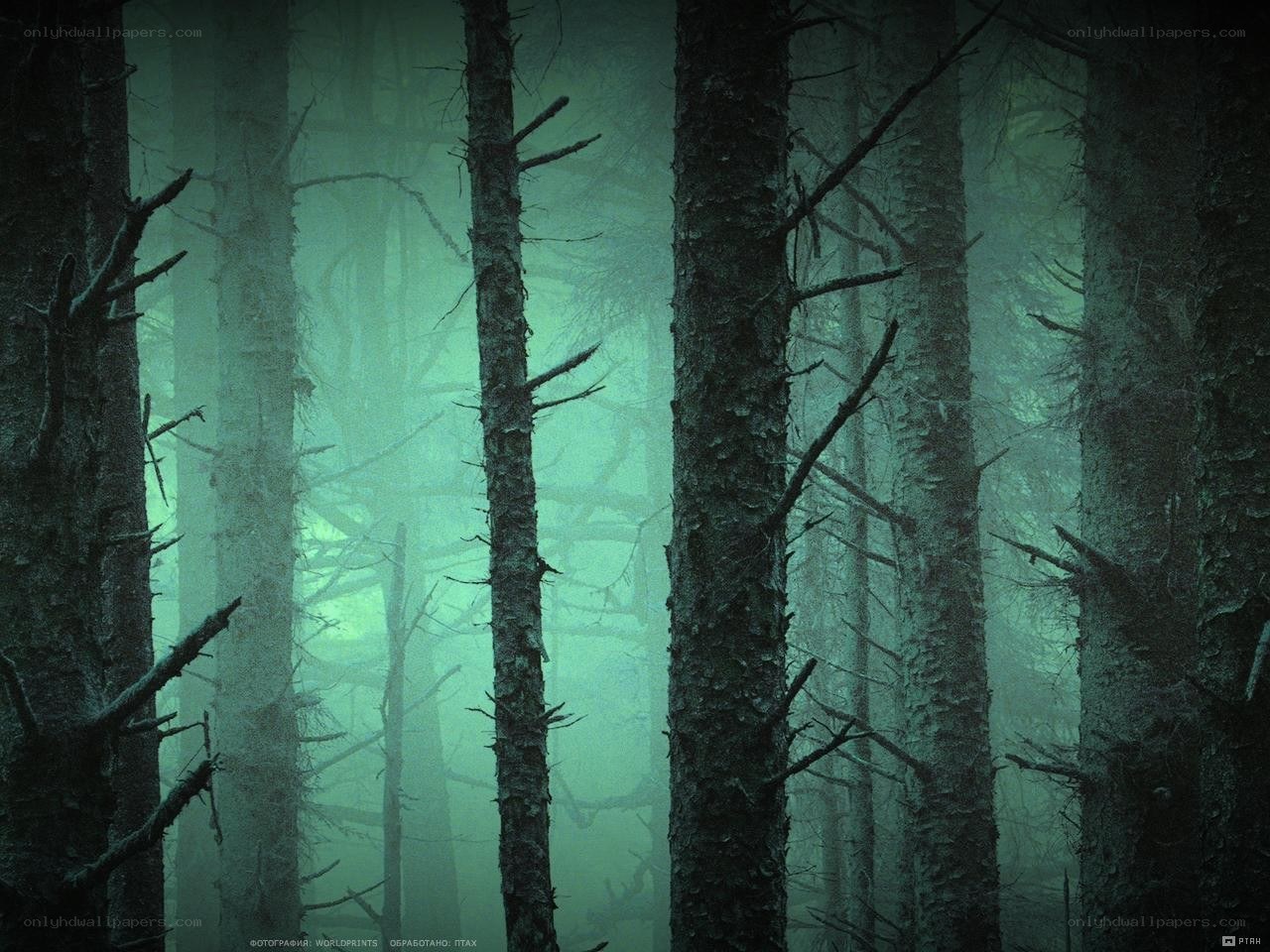 Misty forest at night