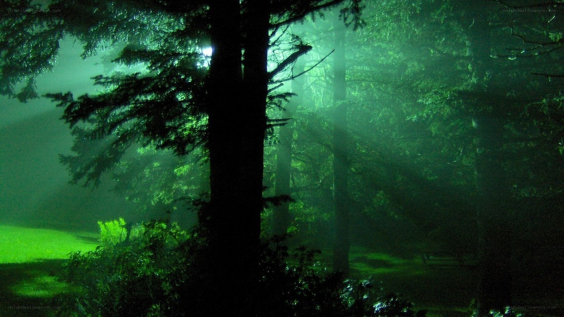 Misty forest at night