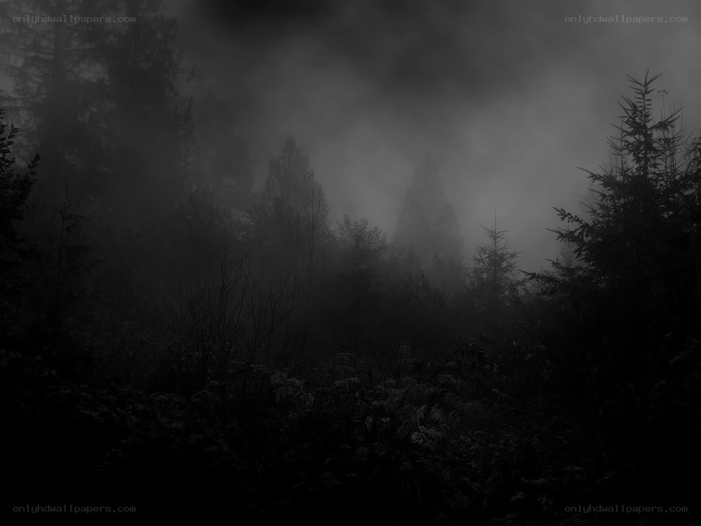 Misty forest at night