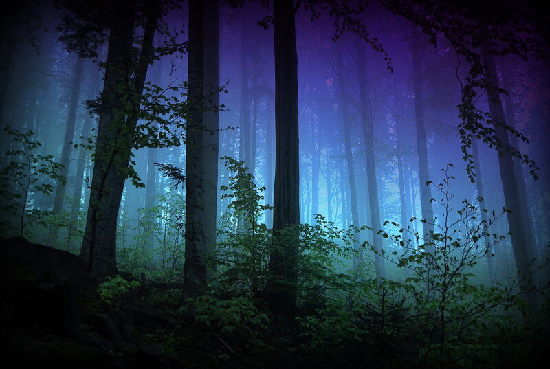 Misty Forest at Night — Purple
