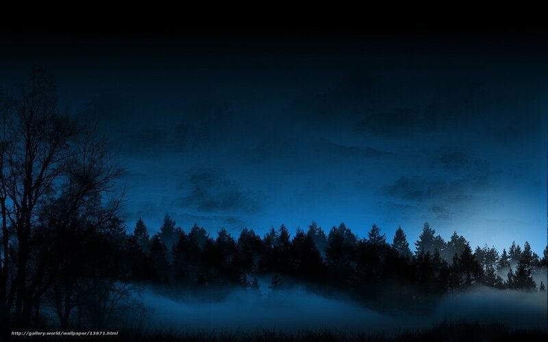 Misty forest at night