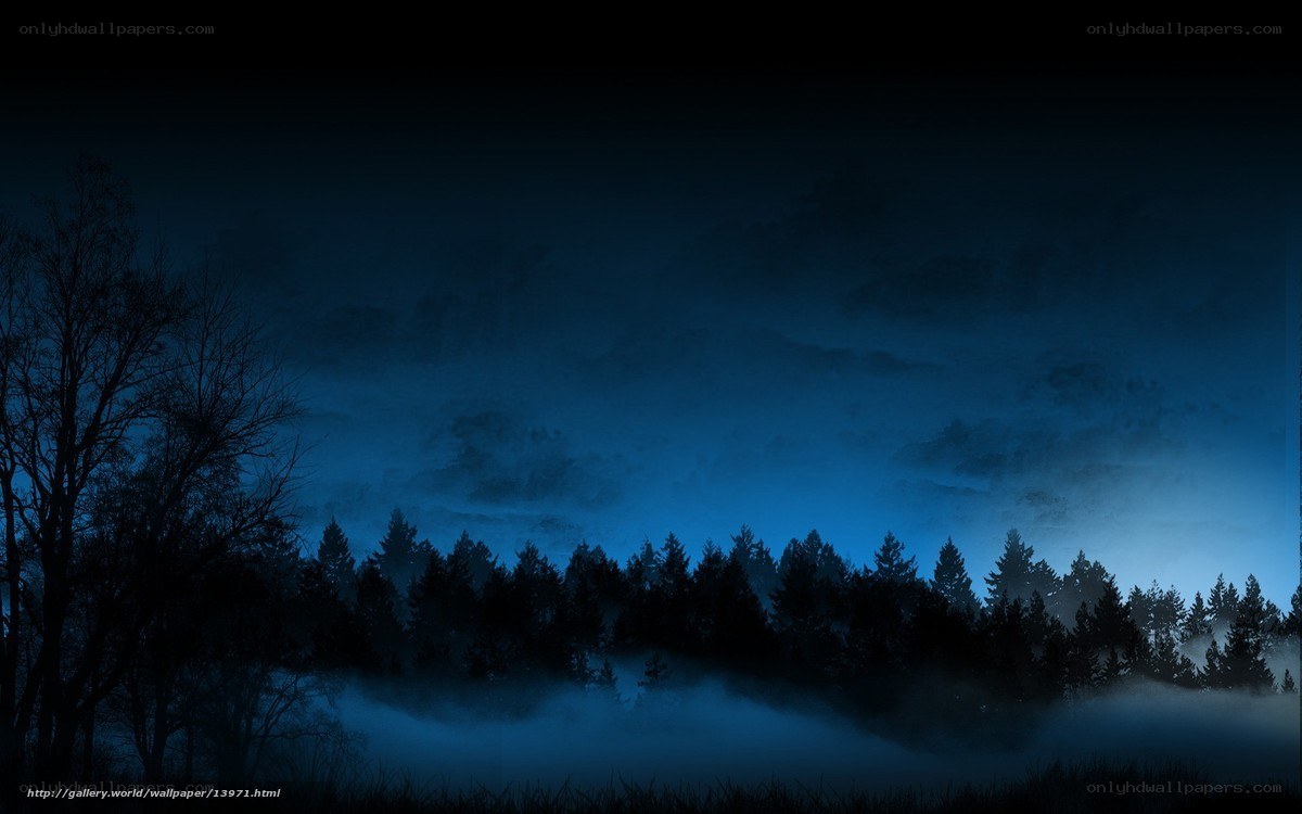 Misty forest at night