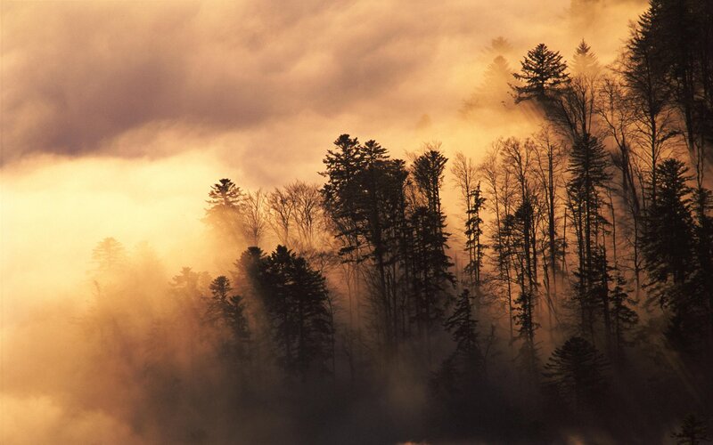 Misty forest at sunrise