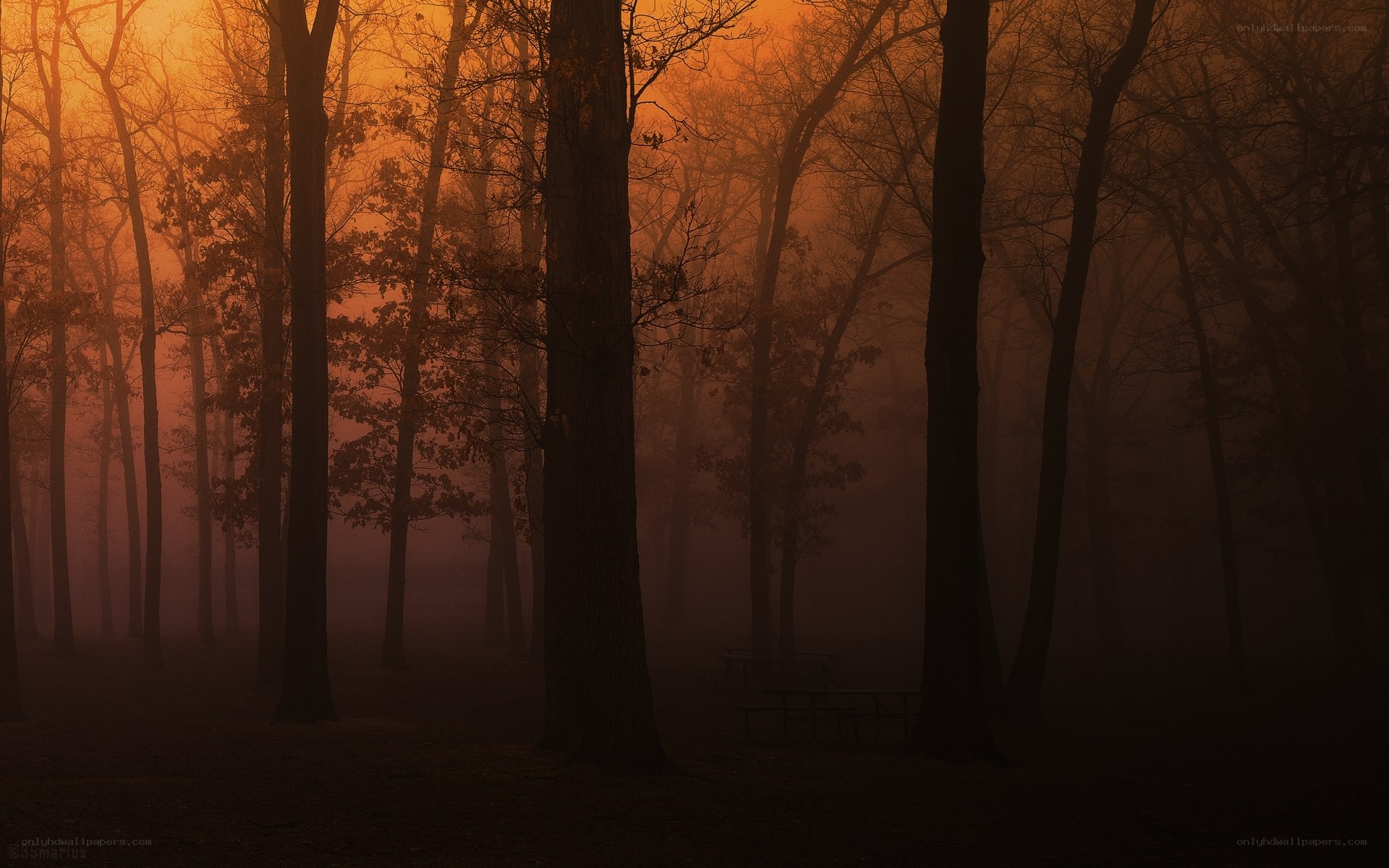 Misty forest at sunrise