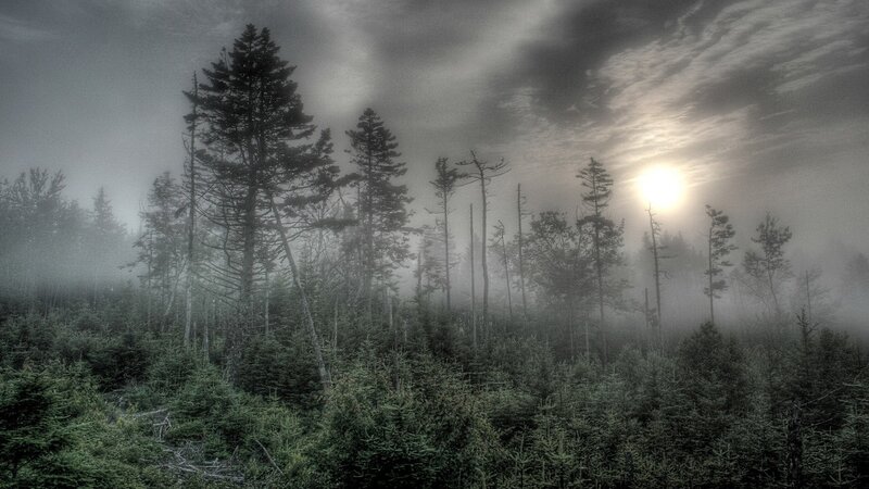 Misty forest at sunrise