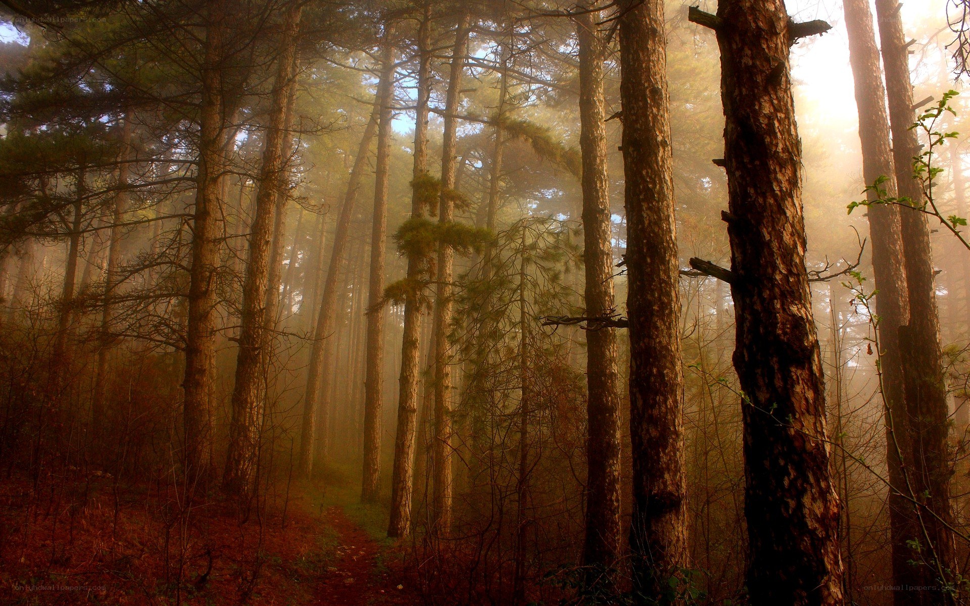 Misty forest at sunrise