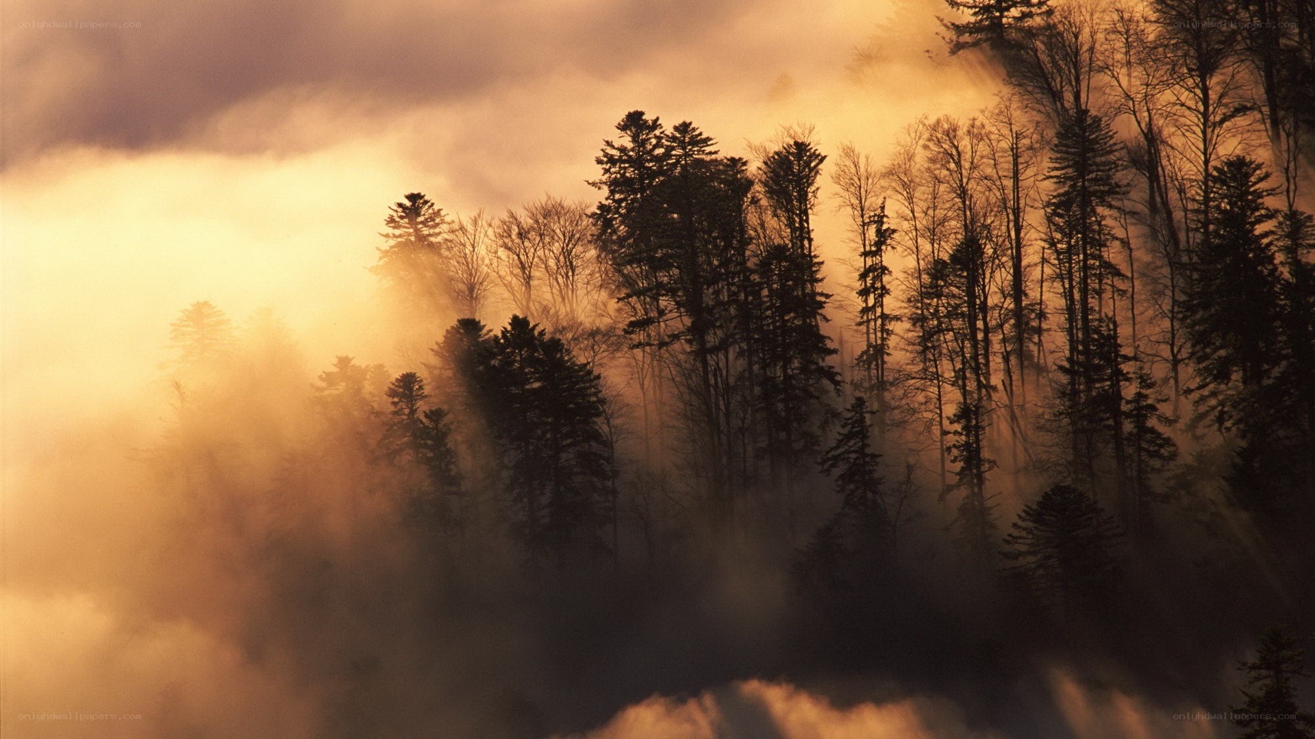 Misty forest at sunrise