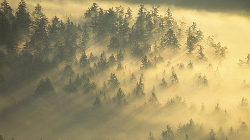 Misty forest at sunrise