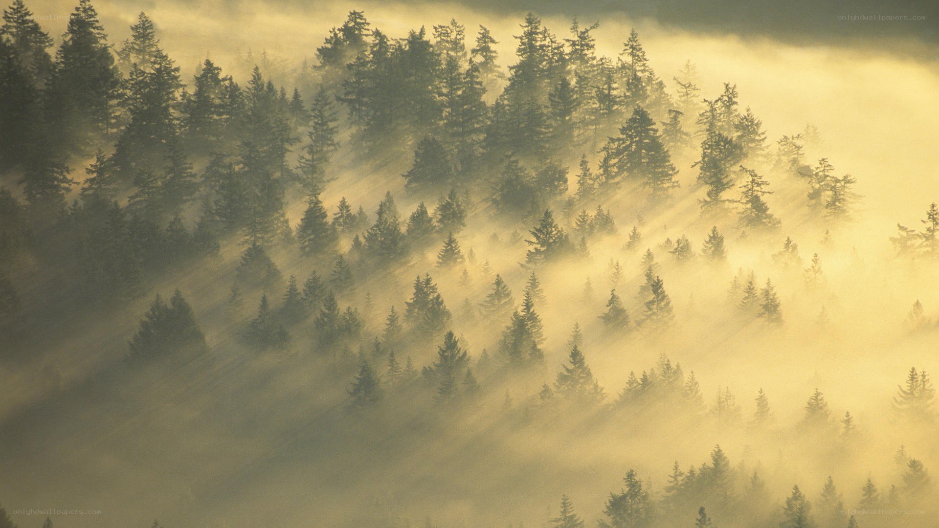 Misty forest at sunrise