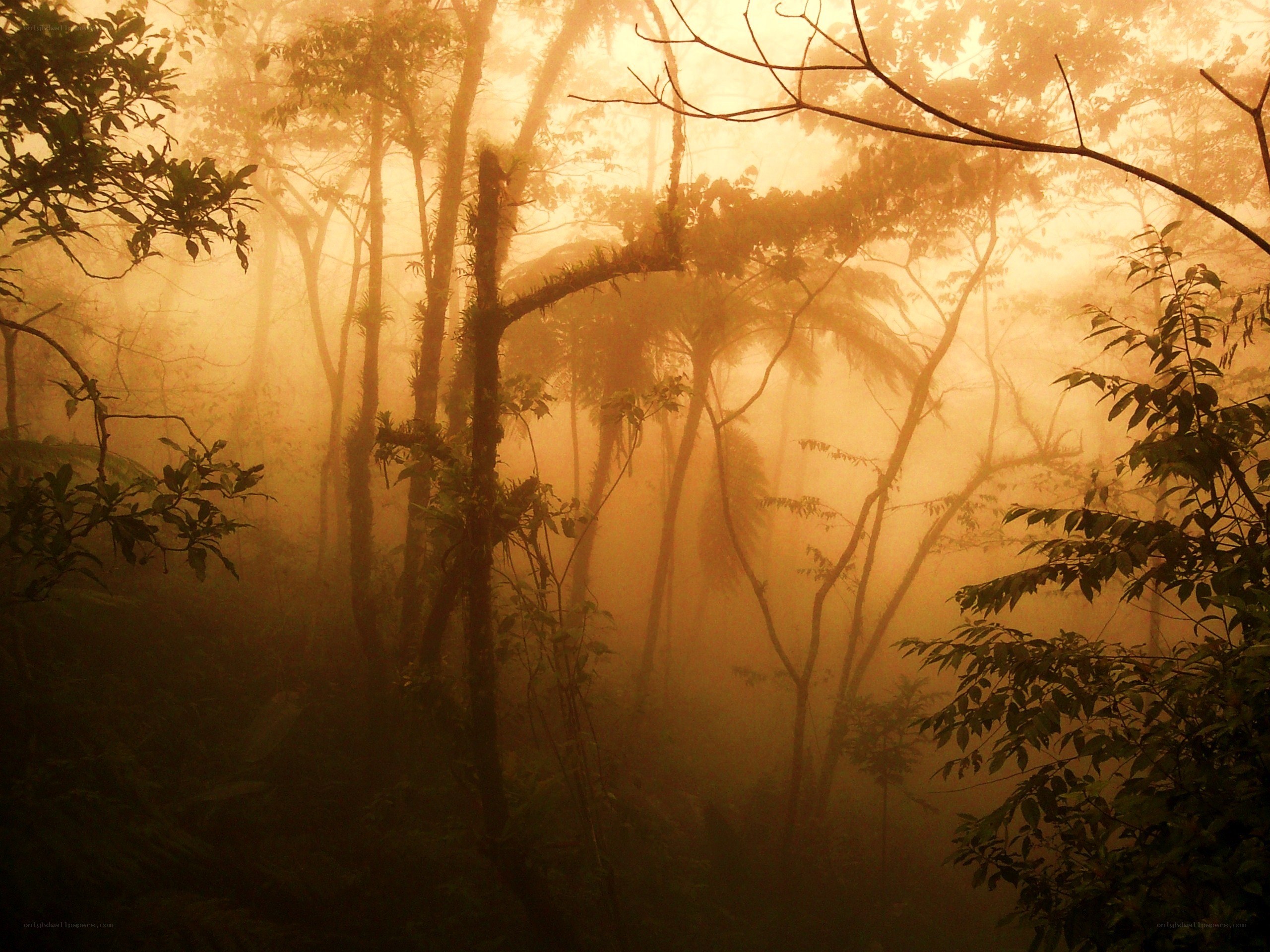 Misty forest at sunrise
