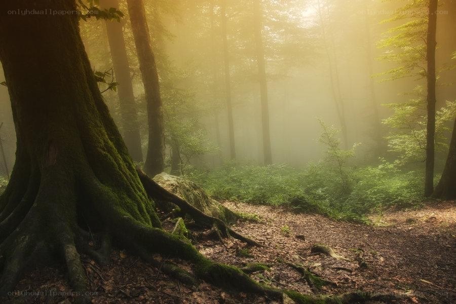 Misty forest at sunrise