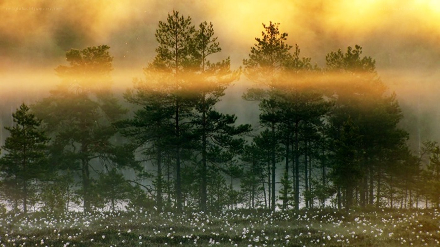 Misty forest at sunrise