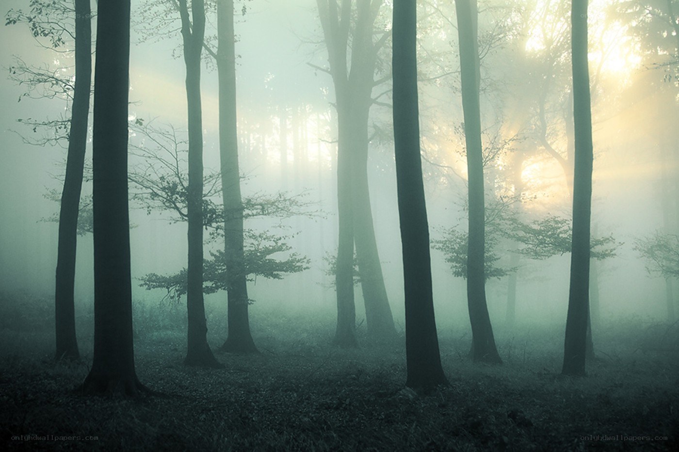 Misty forest at sunrise
