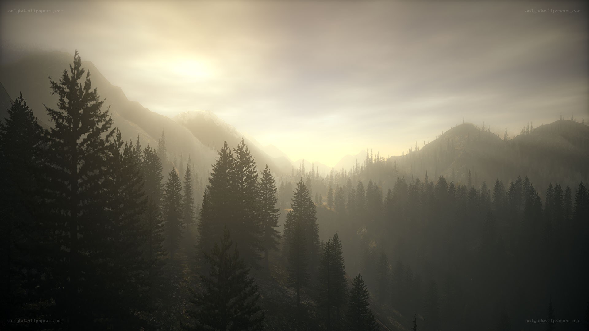 Misty forest at sunrise