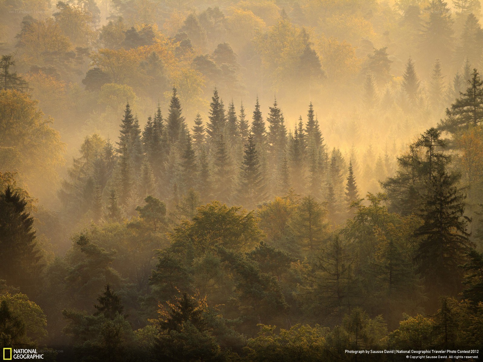 Misty forest at sunrise