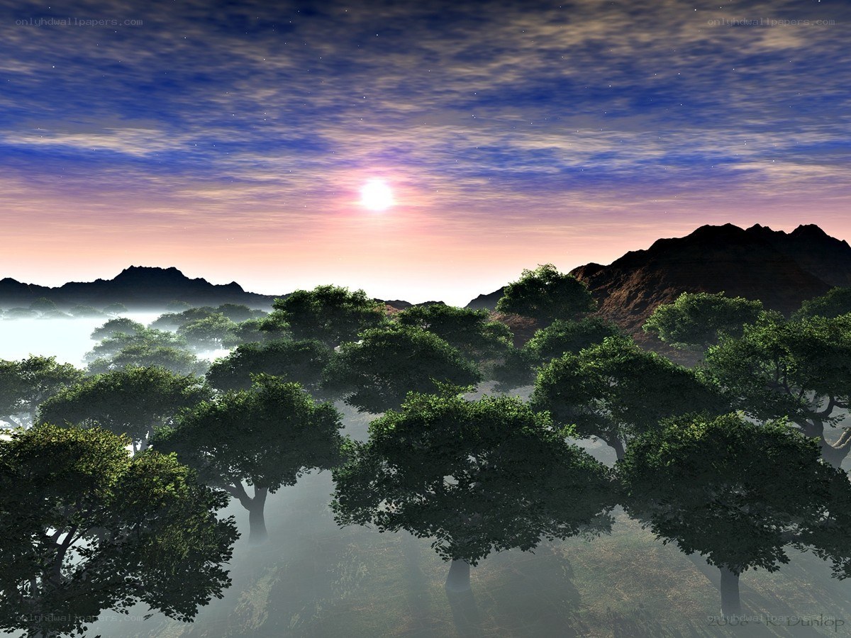 Misty forest at sunrise