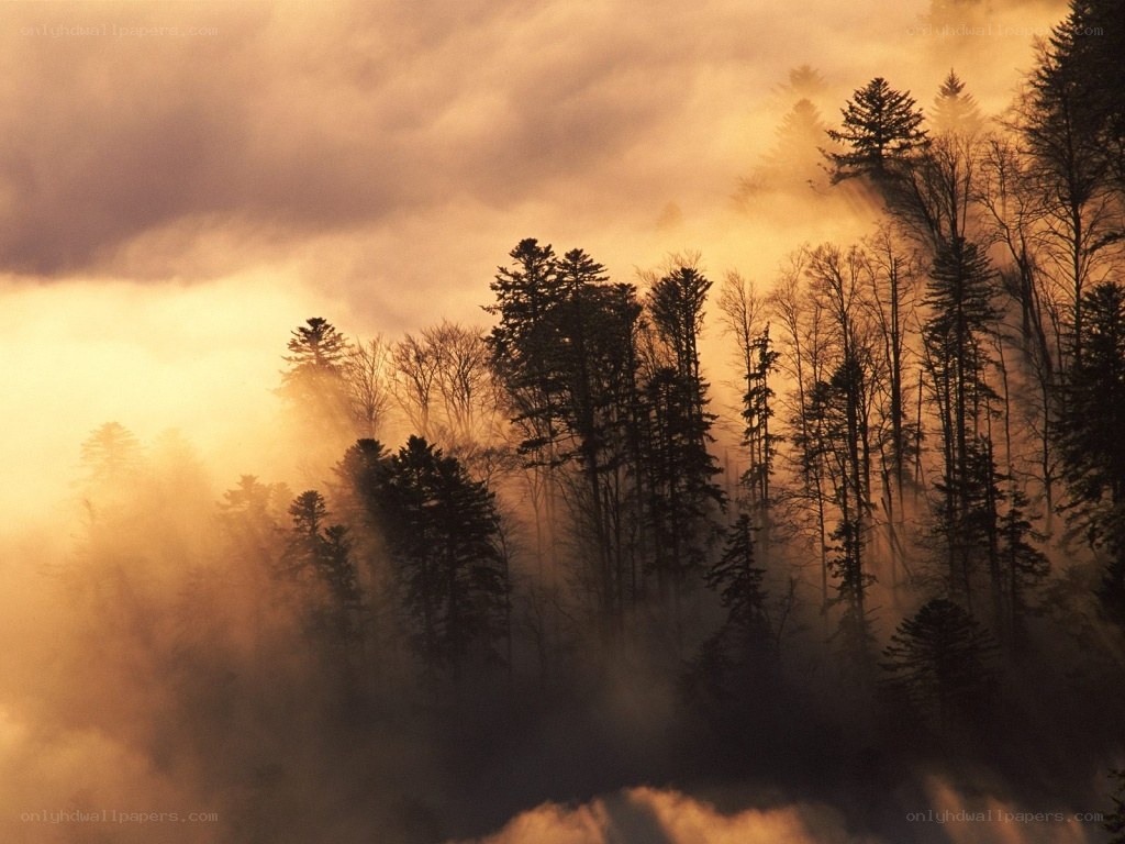 Misty forest at sunrise