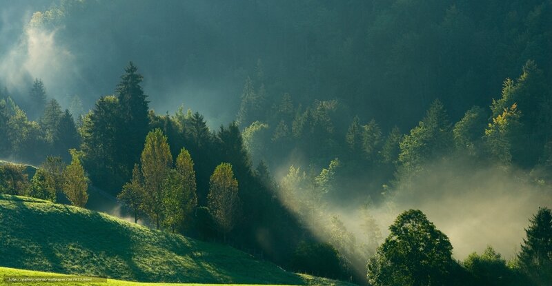 Misty forest at sunrise