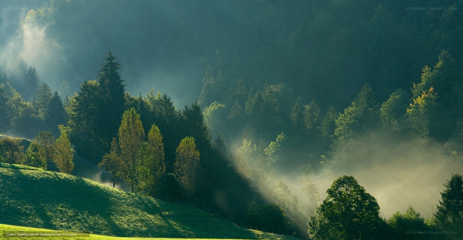 Misty forest at sunrise