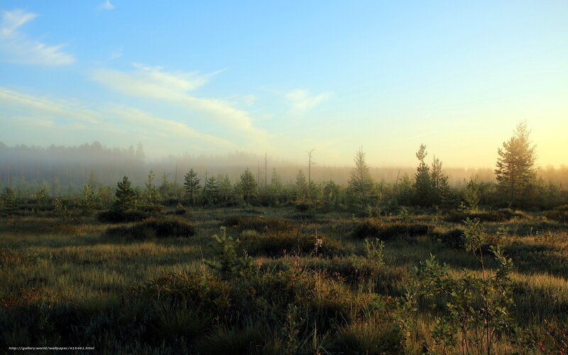Misty Forest at Sunrise — Blue, Serene