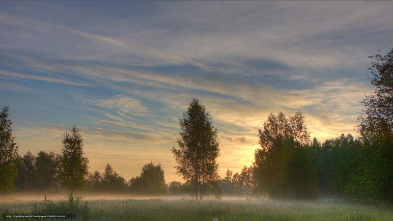 Misty Forest at Sunrise — Blue