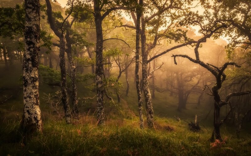 Misty Forest at Sunrise — Green