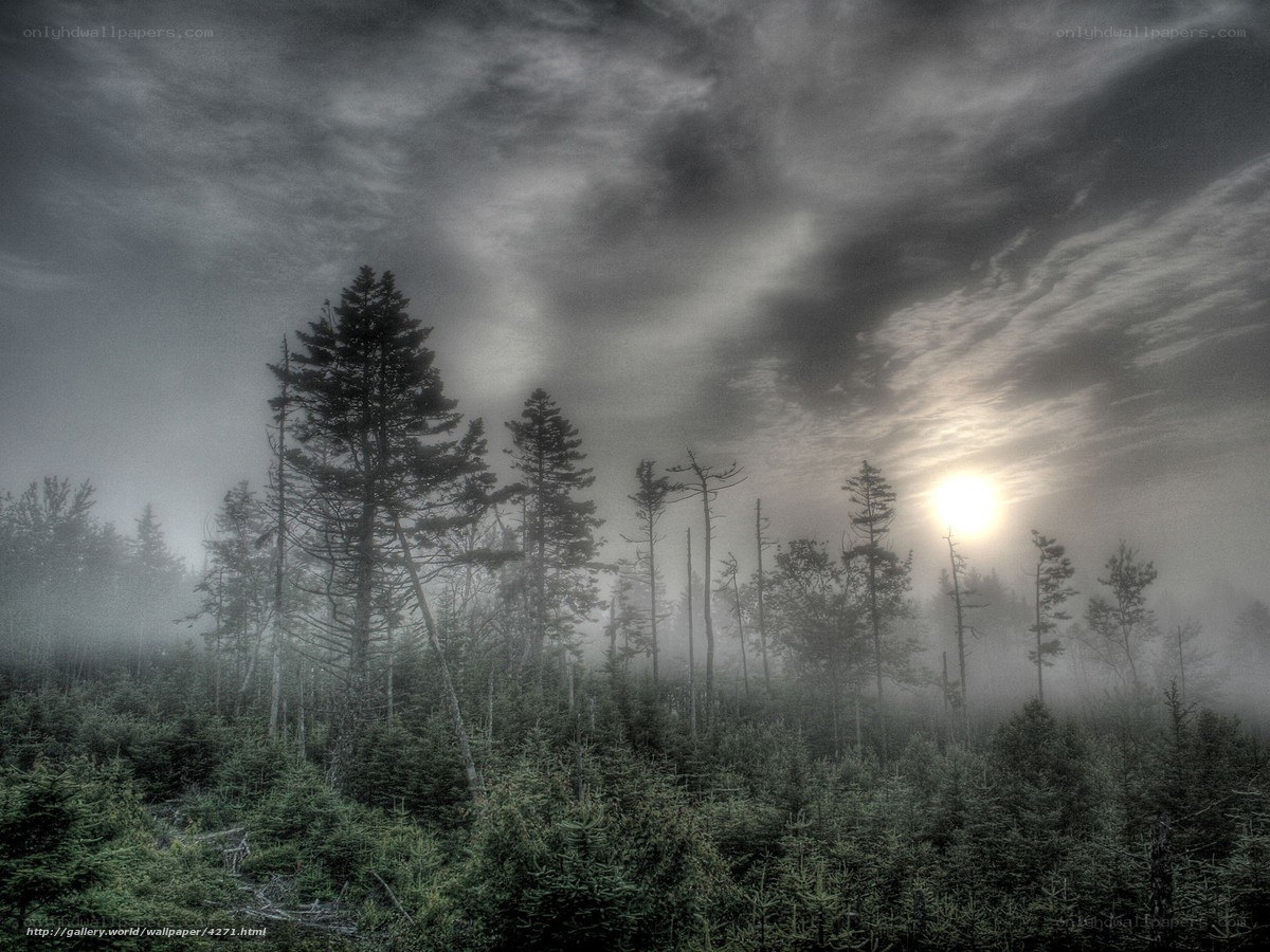 Misty forest at sunrise