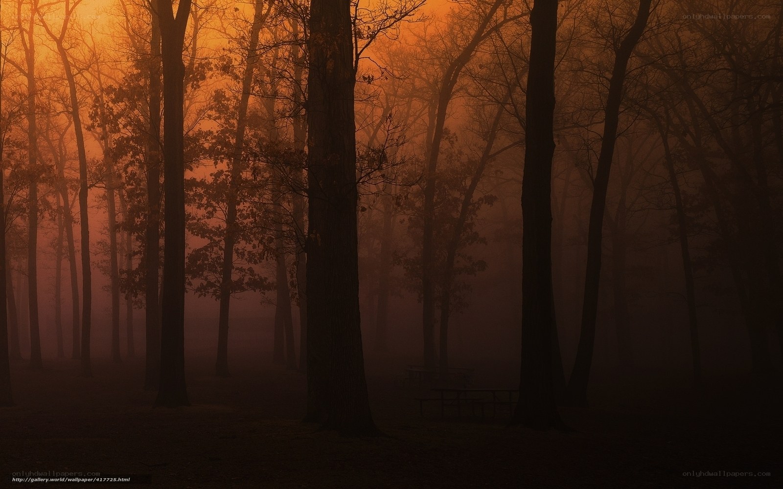 Misty forest at sunset