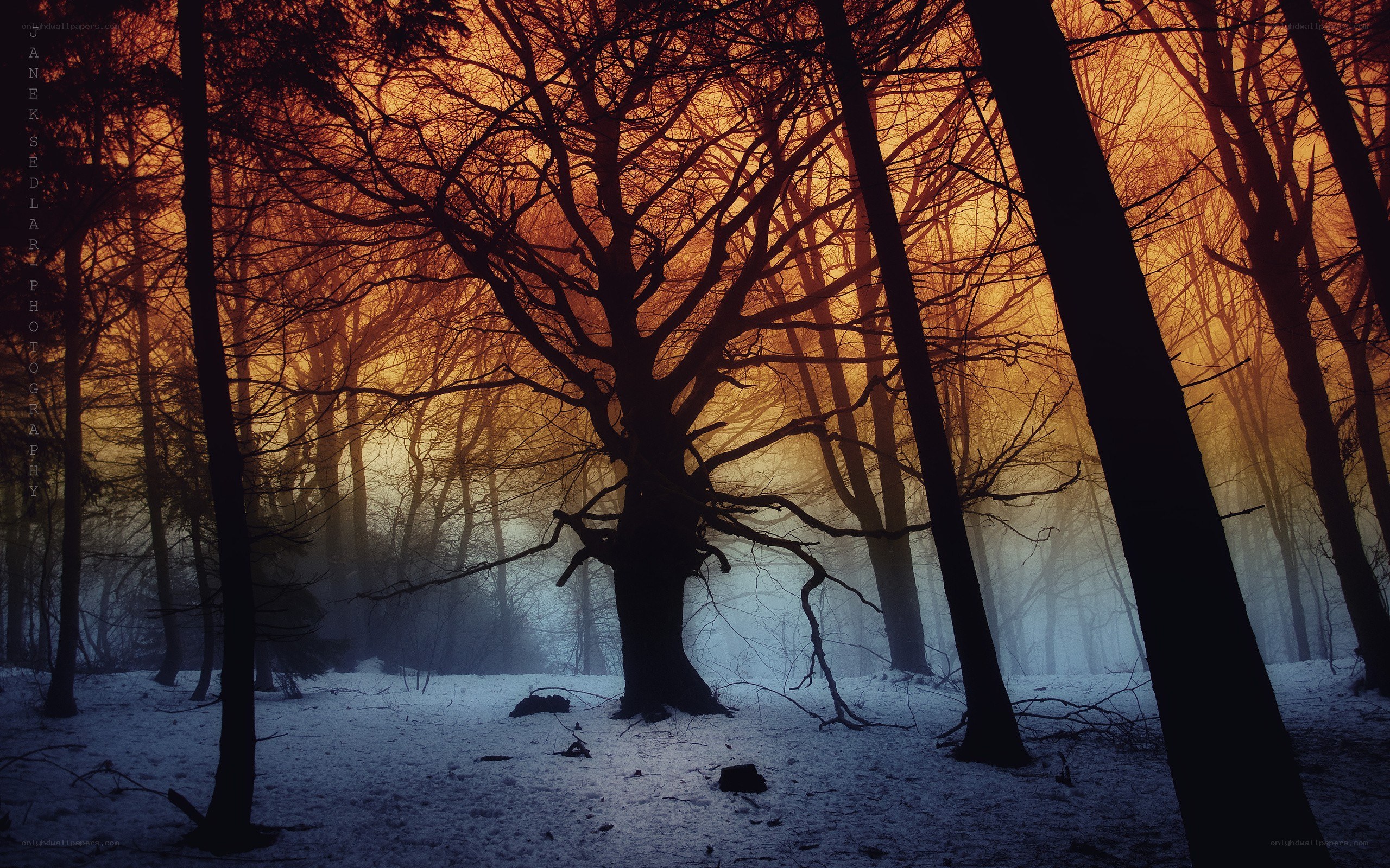 Misty forest at sunset