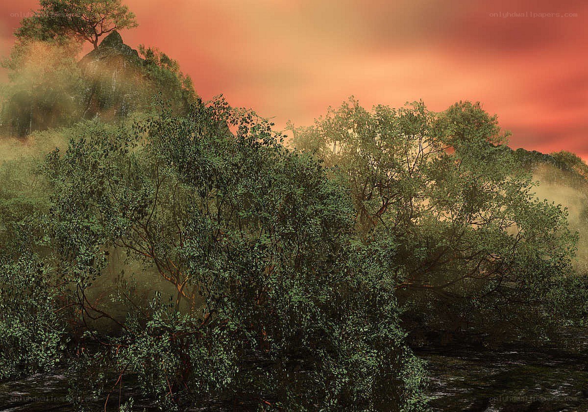 Misty forest at sunset