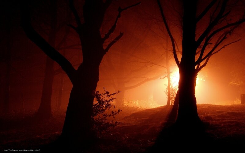 Misty forest at sunset