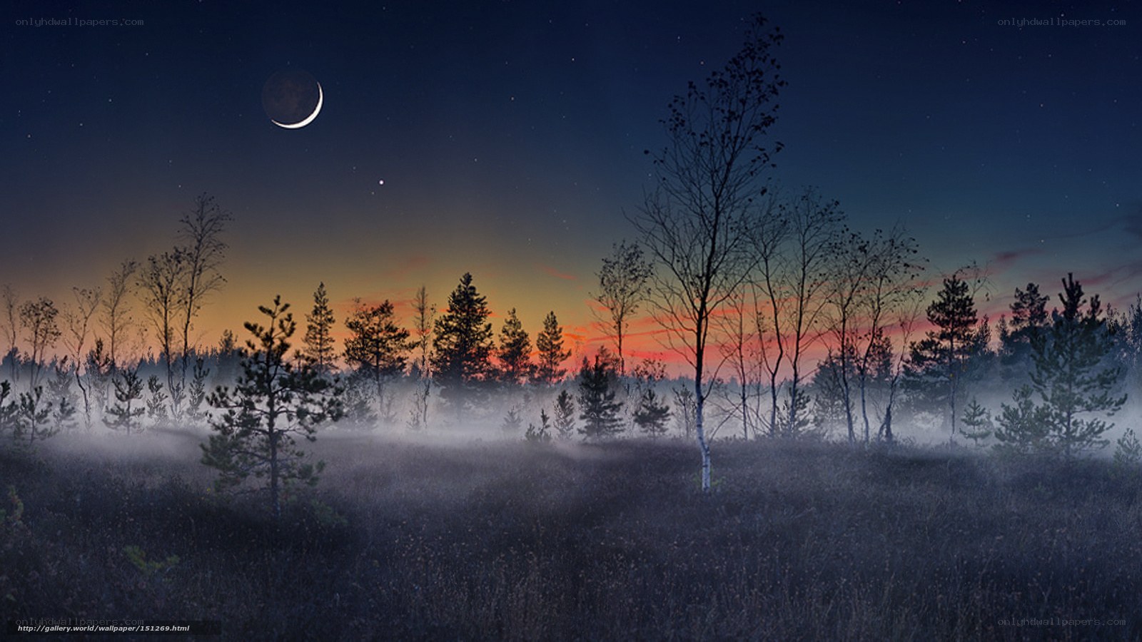 Misty forest at twilight