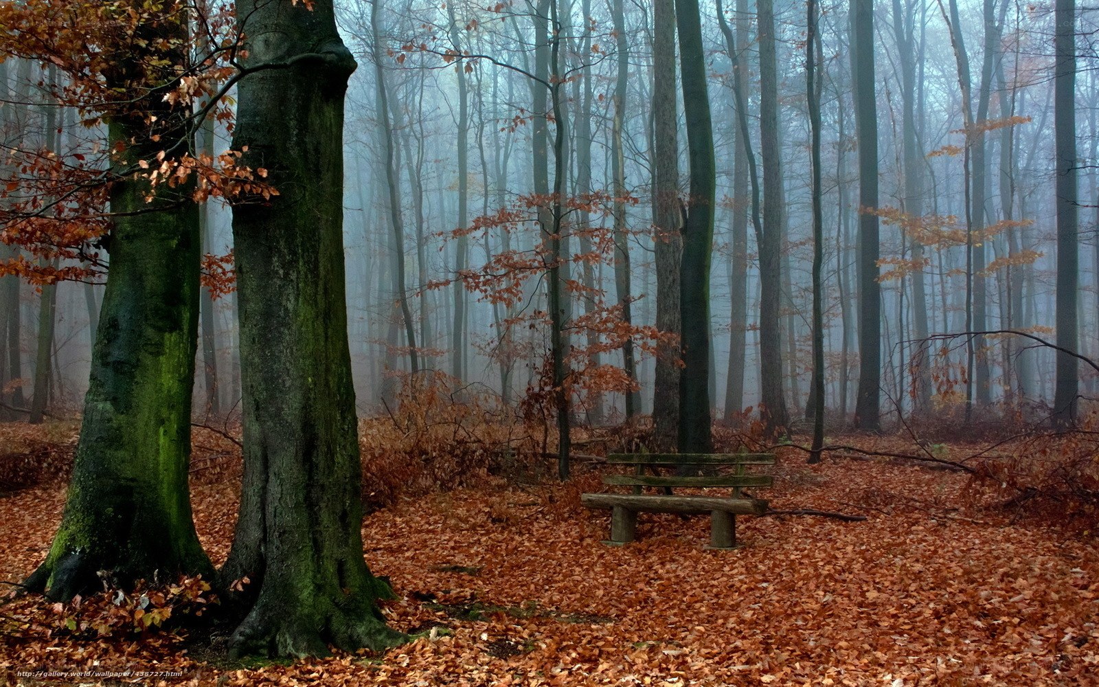 Misty forest bench