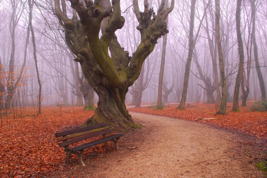 Misty forest bench
