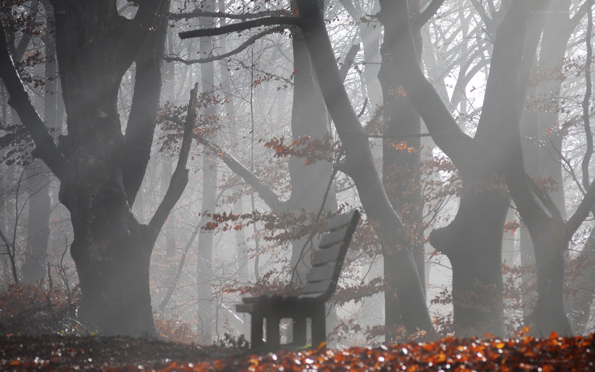Misty forest bench