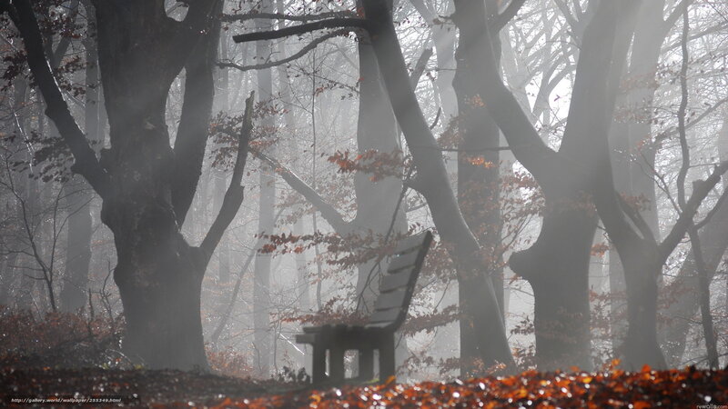 Misty forest bench