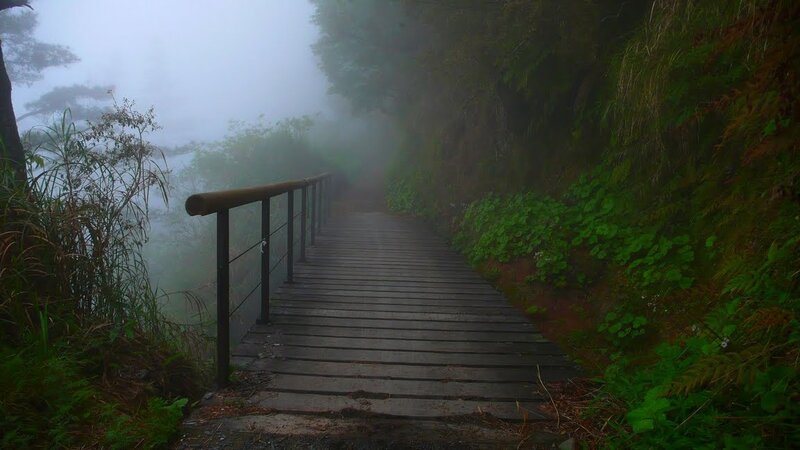 Misty forest boardwalk path