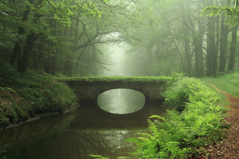 Misty forest bridge