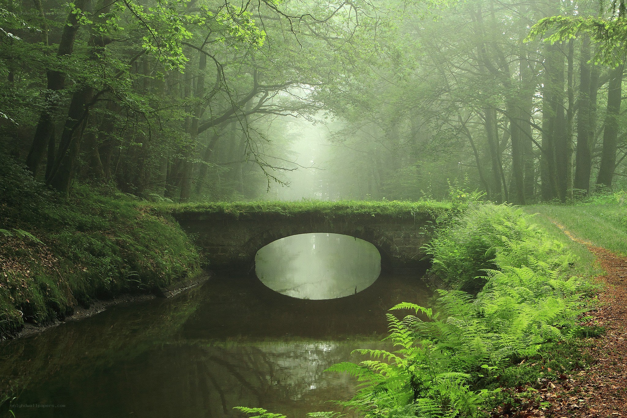 Misty forest bridge