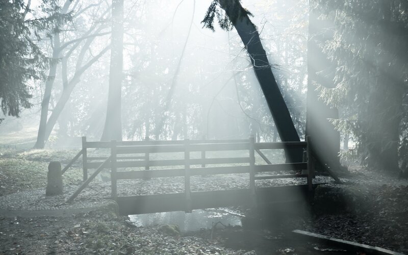Misty forest bridge