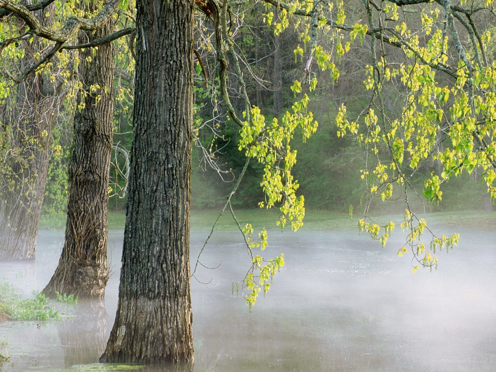 Misty forest by the water