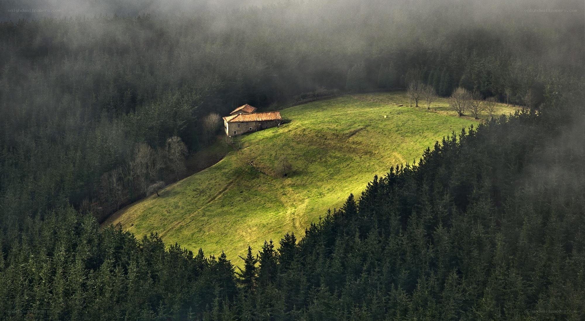 Misty forest cabin