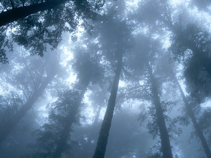 Misty forest canopy